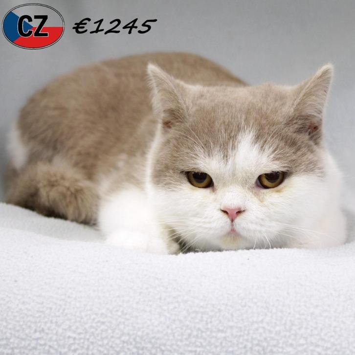 Britse Korthaar Bicolor - katertjes te koop, Dieren en Toebehoren, Katten en Kittens | Raskatten | Korthaar, Kater, 0 tot 2 jaar