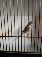 Sijs, Animaux & Accessoires, Oiseaux | Oiseaux Autre, Femelle, Oiseau chanteur sauvage, Bagué