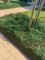 gratis: bodembedekker - Cotoneaster, Tuin en Terras, Planten | Tuinplanten, Ophalen, Vaste plant
