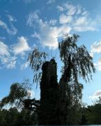 Gratis boom, Tuin en Terras, Ophalen