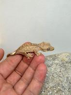 Buckskin dalmation wimpergekko, Dieren en Toebehoren, Reptielen en Amfibieën, Tam, 0 tot 2 jaar