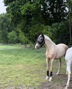 Spaanse palomino ruin, Dieren en Toebehoren, Paarden, Ruin, Onbeleerd, 165 tot 170 cm, 3 tot 6 jaar