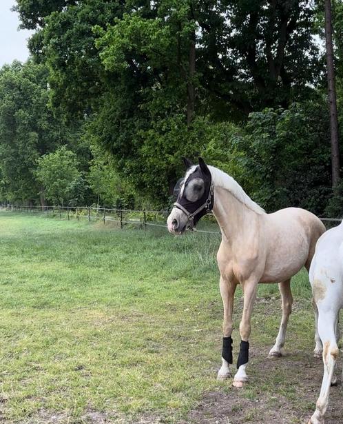 Spaanse palomino ruin, Dieren en Toebehoren, Paarden, Ruin, Onbeleerd, 165 tot 170 cm, 3 tot 6 jaar