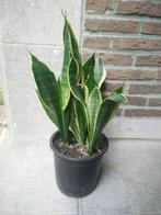 Sanseveria, Huis en Inrichting, Kamerplanten, Ophalen