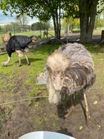 Struisvogel hen 4 jaar, Dieren en Toebehoren, Pluimvee, Vrouwelijk, Overige soorten