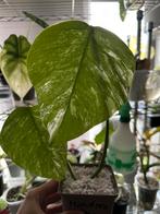 Monstera albo variegata, Ophalen