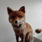 Taxidermie vos, Antiek en Kunst, Ophalen