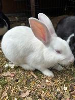 Lieve en speelse konijntjes in aanbieding., Dieren en Toebehoren, Konijnen, Meerdere dieren, Klein, Hangoor, 0 tot 2 jaar