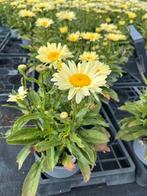 Leucanthemum ‘Broadway Lights’, Ophalen, Zomer, Vaste plant, Volle zon