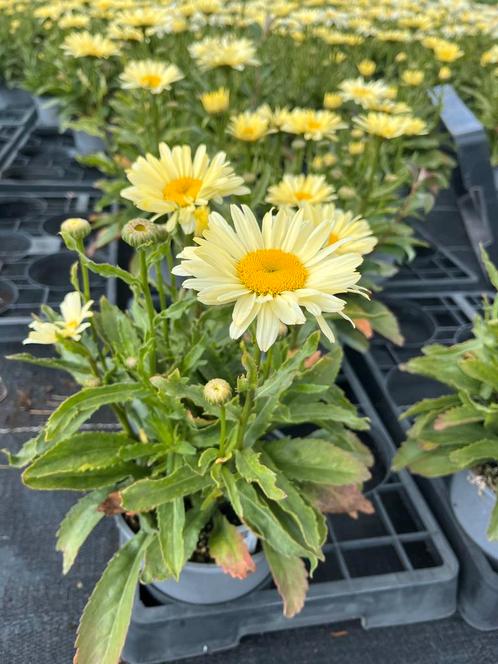 Leucanthemum ‘Broadway Lights’, Tuin en Terras, Planten | Tuinplanten, Vaste plant, Volle zon, Zomer, Ophalen