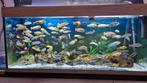 Malawi cichliden mix, Dieren en Toebehoren, Vissen | Aquariumvissen