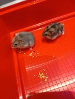 3 DWERGHAMSTERTJES TAM BIJT NIET, Hamster, Décembre, Domestique, Femelle