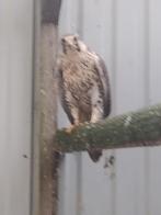Sakervalk pop te koop, Vrouwelijk, Roofvogel, Geringd