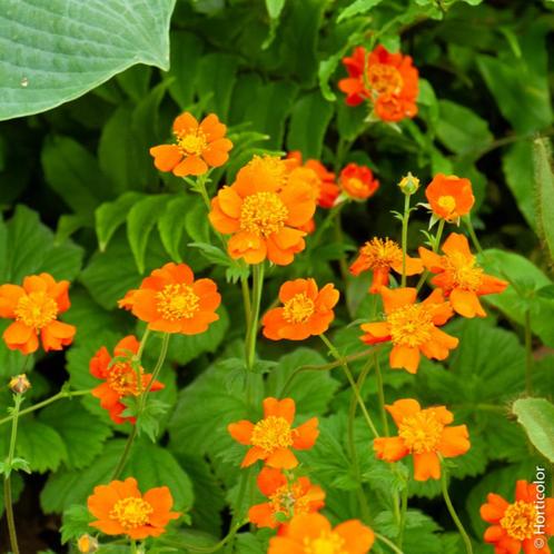 Benoîte à fleurs orangées -  pot 14 cm, Tuin en Terras, Planten | Tuinplanten, Vaste plant, Bodembedekkers, Halfschaduw, Lente