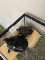 2 waterschilpadden, Animaux & Accessoires, Poissons | Aquariums & Accessoires, Enlèvement ou Envoi, Comme neuf
