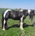 Dekhengst tinker/Irish cob, Dieren en Toebehoren, Hengst