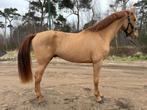 "Wiskey" knappe imposante 3 jarige springpaard ruin, Dieren en Toebehoren, Springpaard, Ruin, 3 tot 6 jaar, Onbeleerd