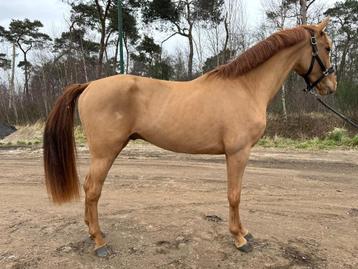 "Wiskey" knappe imposante 3 jarige springpaard ruin beschikbaar voor biedingen