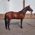 4 jarige Franziskus merrie, Dieren en Toebehoren, Merrie, Gechipt, Dressuurpaard, Zadelmak