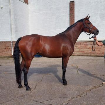 4 jarige Franziskus merrie beschikbaar voor biedingen