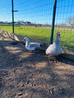 Broedeieren muskuseent, Dieren en Toebehoren, Pluimvee, Geslacht onbekend, Eend