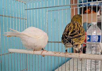 Couple fife fancy beschikbaar voor biedingen