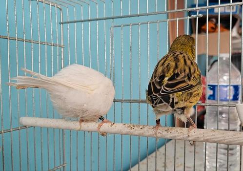 Couple fife fancy, Dieren en Toebehoren, Vogels | Hokken en Kooien, Gebruikt, Overige typen, Overige materialen, Ophalen