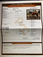 Te koop american paint horse, Dieren en Toebehoren, Paarden, Ruin