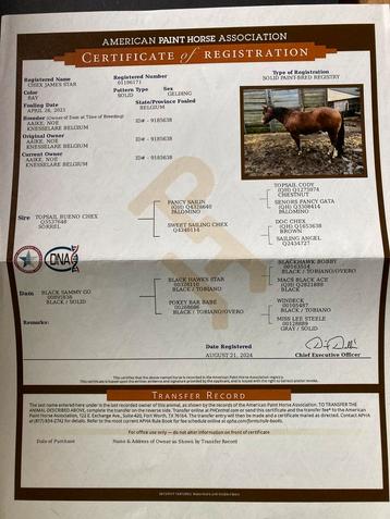 Te koop american paint horse, Hongre
