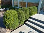 decoratieve buxus hagen en planten, Tuin en Terras, Ophalen, Buxus, Struik, Minder dan 100 cm