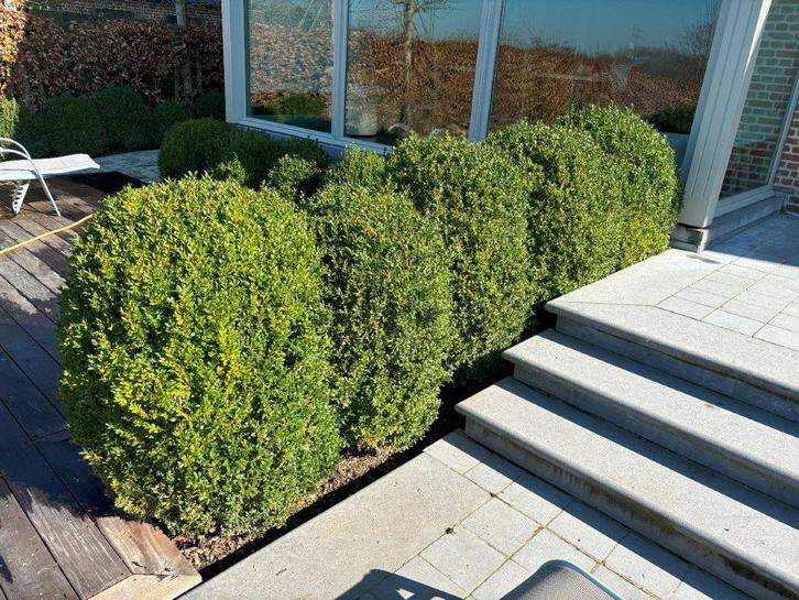 decoratieve buxus hagen en planten, Tuin en Terras, Planten | Struiken en Hagen, Struik, Buxus, Minder dan 100 cm, Ophalen