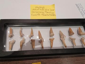 Dents de requin fossiles, Enlèvement ou Envoi