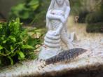 Botia almorhae ( modderkruipers ) 4 te koop, Dieren en Toebehoren, Vissen | Aquariumvissen