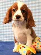 Superleuke Cavalier King Charles pups!, Dieren en Toebehoren, 15 weken tot 1 jaar, Overige rassen, Buitenland, Meerdere