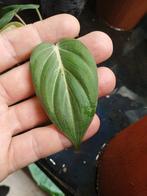 Philodendron Gloriosum (Dark form), Maison & Meubles, Plantes d'intérieur, Autres espèces, En pot, Moins de 100 cm, Enlèvement