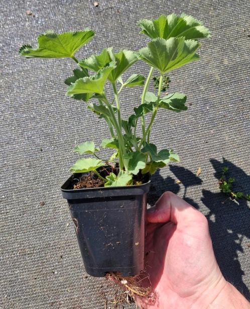 Vrouwenmantel = Mooie Bodembedkker, Tuin en Terras, Planten | Tuinplanten, Vaste plant, Bodembedekkers, Halfschaduw, Zomer, Ophalen