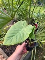 Leucocasia gigantea, Tuin en Terras, Ophalen