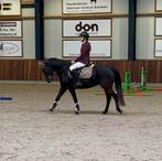 Bloedmooie New Forest C pony., Dieren en Toebehoren, B, Gechipt, Ruin, Dressuurpony