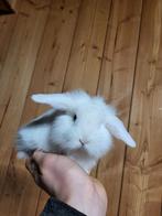 Super tam nederlands dwerg hangoortje voedster BO, Animaux & Accessoires