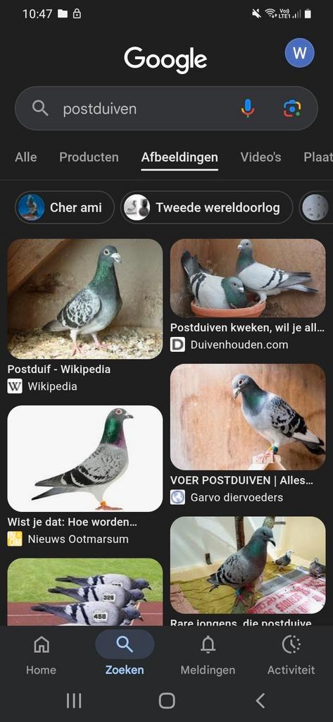 Koppels vliegduiven BIEDEN, Dieren en Toebehoren, Vogels | Duiven