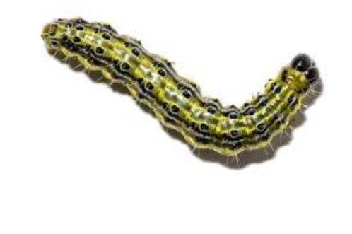Buxusrups biologisch bestrijdingsmiddel - 500 gram, Tuin en Terras, Bestrijdingsmiddelen, Ophalen of Verzenden