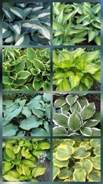 Hosta planten in pot, Ophalen