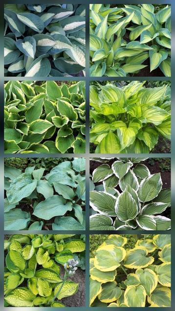 Hosta planten in pot beschikbaar voor biedingen