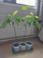 Plants d'avocatier, Ophalen, Overige soorten, Minder dan 100 cm, Volle zon