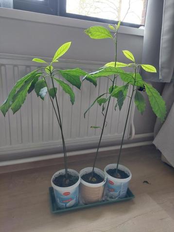 Plants d'avocatier beschikbaar voor biedingen