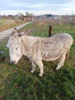 Ruin, Dieren en Toebehoren