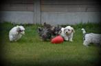 Maltipoo pups, Dieren en Toebehoren, België, Overige rassen, CDV (hondenziekte), 8 tot 15 weken