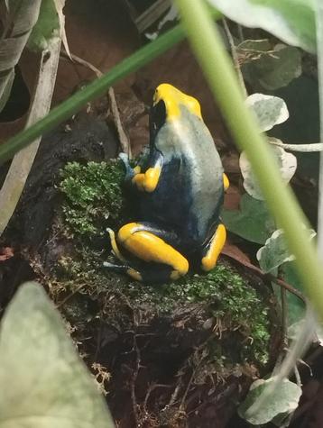 Dendrobates tinctorius tumuqumacue koppel beschikbaar voor biedingen