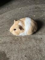6 kleine langharige cavia beertjes te reserveren., Dieren en Toebehoren, Knaagdieren, Februari, Mannelijk, Cavia