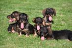 Ruwharige Teckel pups te koop, 15 weken tot 1 jaar, Buitenland, CDV (hondenziekte), Dwerg
